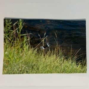 $1 Add-On Fridge Magnet Dragonfly Nature Scene Ontario Lake Office School